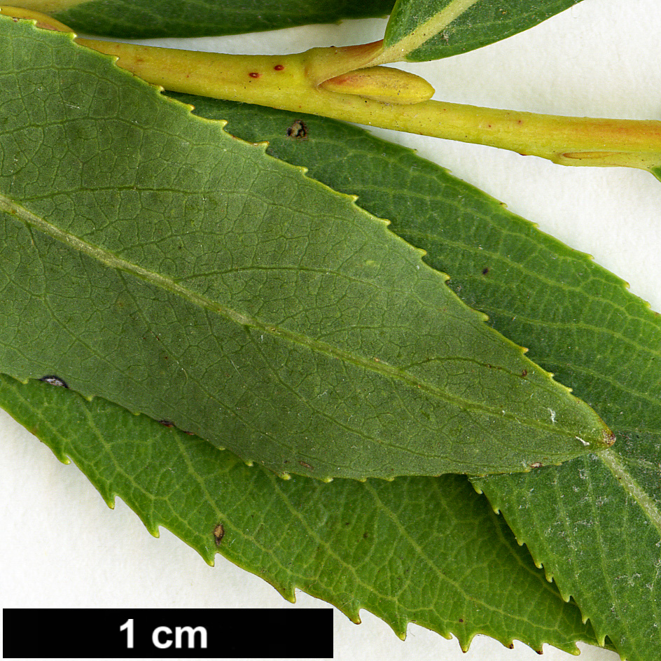 High resolution image: Family: Salicaceae - Genus: Salix - Taxon: purpurea - SpeciesSub: var. purpurea